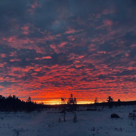 Отель Pasvik Taiga Skogfoss Экстерьер фото